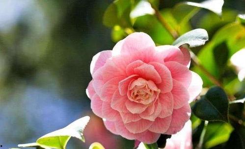 娱乐吃瓜酱山茶花,揭秘山茶花的神秘魅力